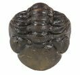 Partially Enrolled Morocops Trilobite #52428-3